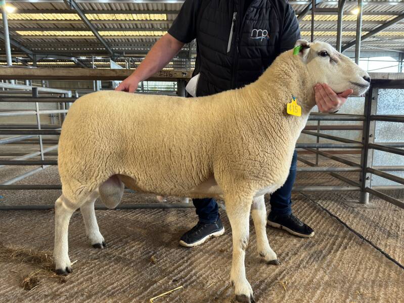 Southam Mastermind sold for 2500gns