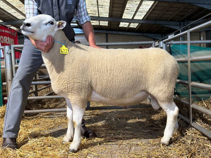 Rowelen Major also sold for 2400gns for the Wells&#039;
