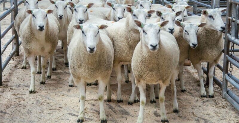 Lleyn Shearling Ewes at Carlisle Lleyn Sheep Society Sale