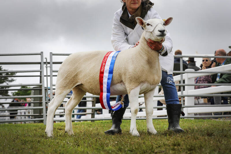 Royal Cornwall Show Champion - Shearling Ewe from Darren & Sarah Searle
