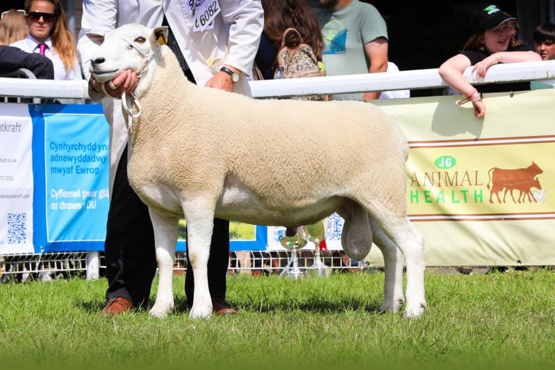 Reserve male champion