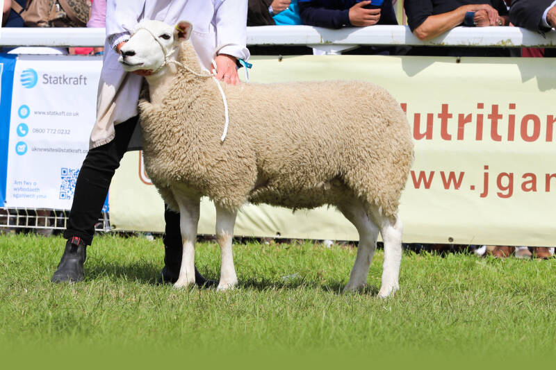 Reserve female champion