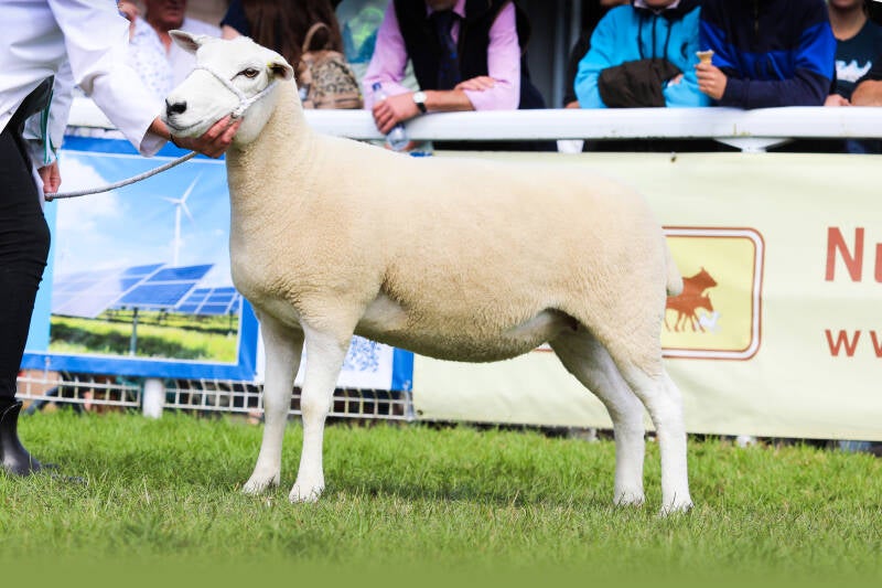 First prize shearling ewe