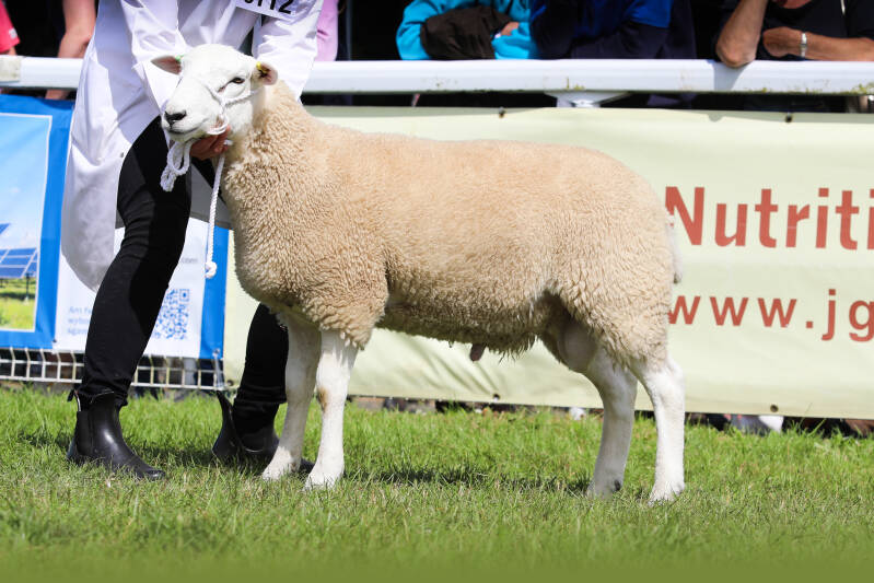 First prize ram lamb