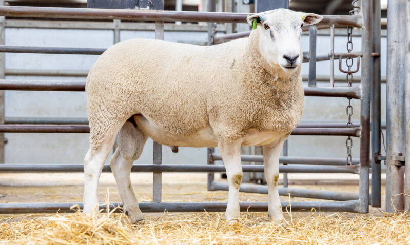 G H Blakey sold Netherton Navigator for 2200gns