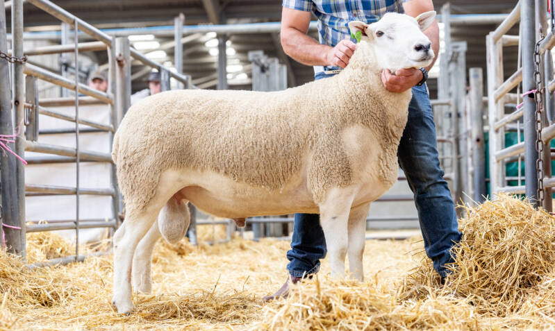 Cragg Nolan from D Knowles was knocked down at 2000gns