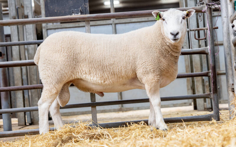 D &amp; B Henderson sold Bardspark Notable for 2000gns