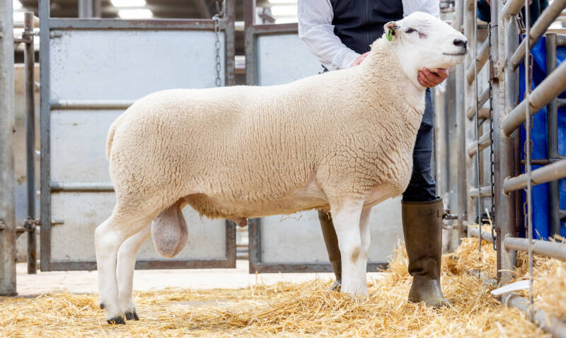 Eildon Ninja from I Walling sold for 4500gns