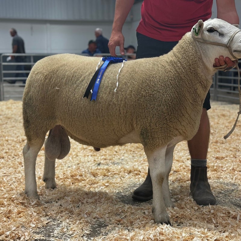 Pre-sale show reserve male champion from W Davies which sold for 1300gns
