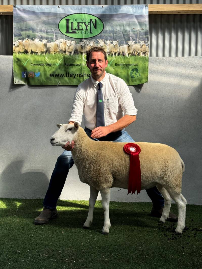 D Beattie's first prize individual ewe which made F Leonard, €380