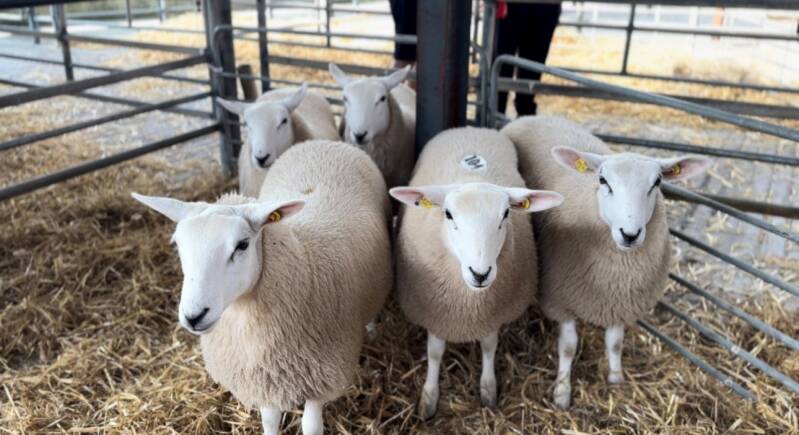 First prize pen of ewe lambs from B Matthews making F Leonard, €210 per head