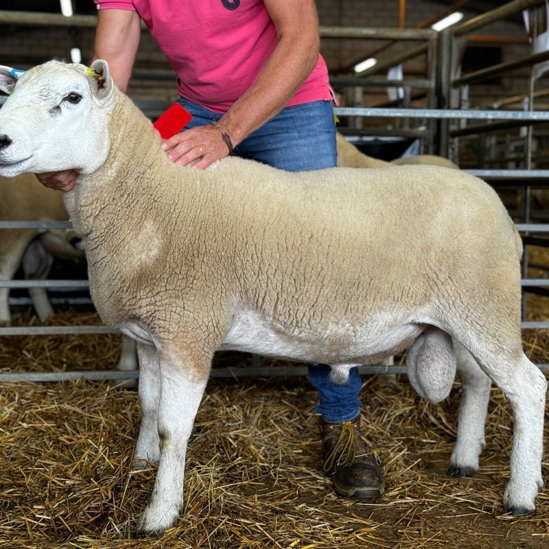 This ram from WJ & DJ Williams sold for 1200gns