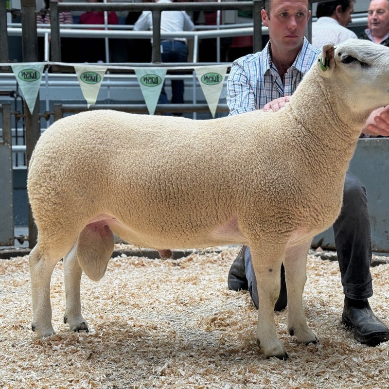 JH Dugdale sold his best for 1100gns