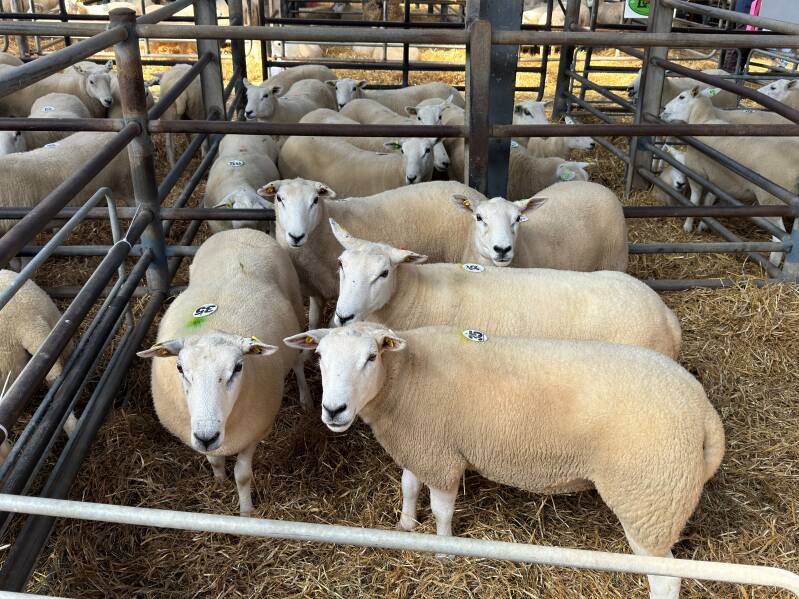 Leading the pens of shearling ewes were these entries from A McDonald, making €390 per head