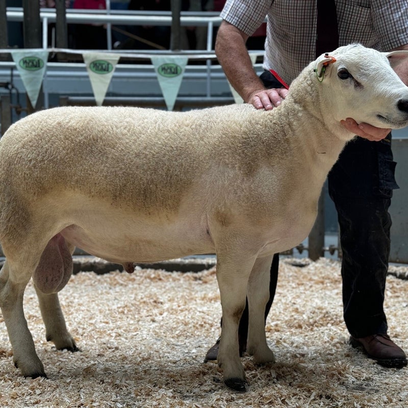 W Davies third best ram sold for 1100gns