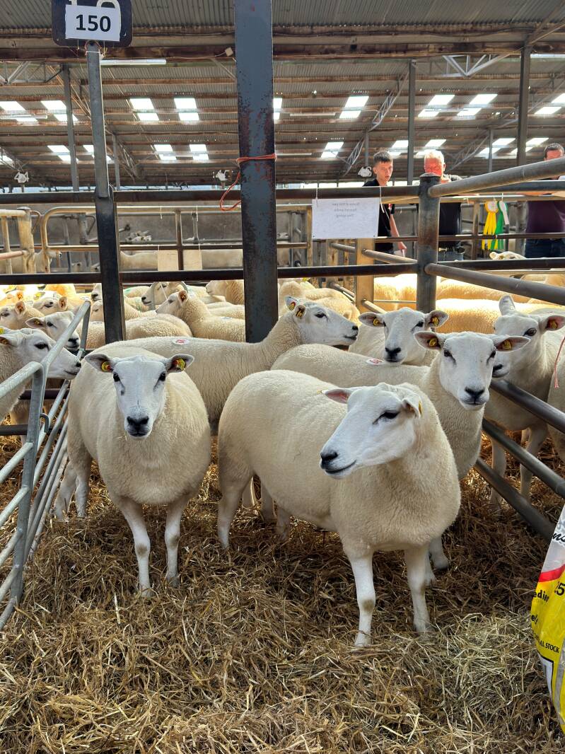 F Leonard sold his champion pen of shearling ewes for €350 