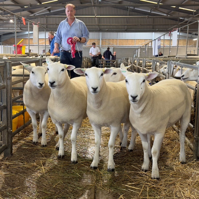 Champion pen of five shearling ewes from H Goldie
