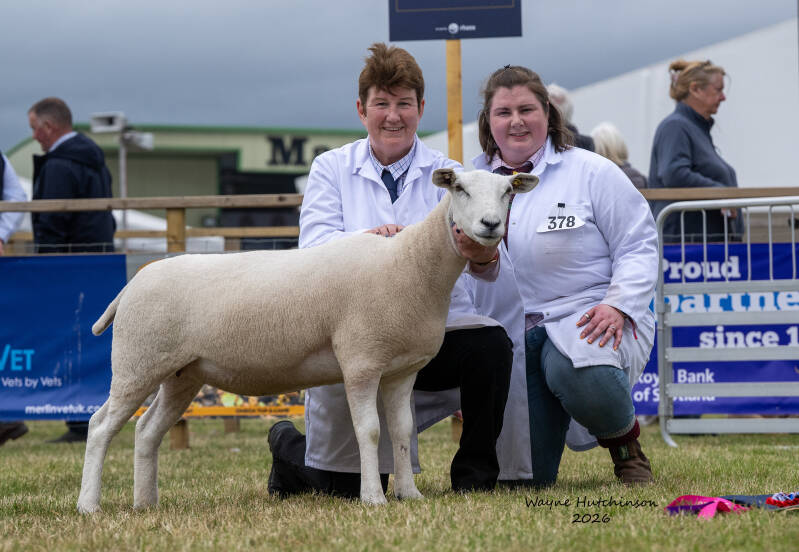 Royal Highland Show Champion - Shearling Ewe from Carolanne Crawford