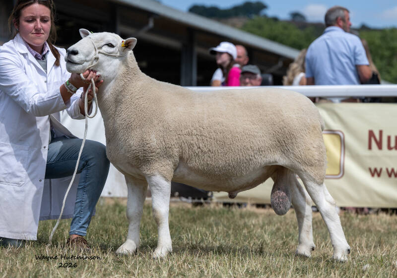 Royal Welsh Show Champion - Shearling Ram from Arfon & Sian Hughes