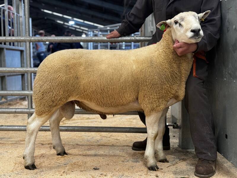 First prize ram from Laga Farms sold for 1100gns