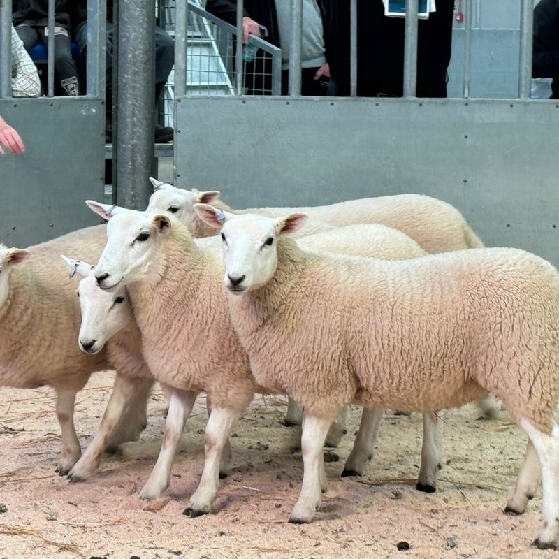 The second prize pen of ewe lambs from Farmstock Genetics attained £175 per head