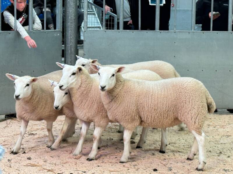 The second prize pen of ewe lambs from Farmstock Genetics attained £175 per head