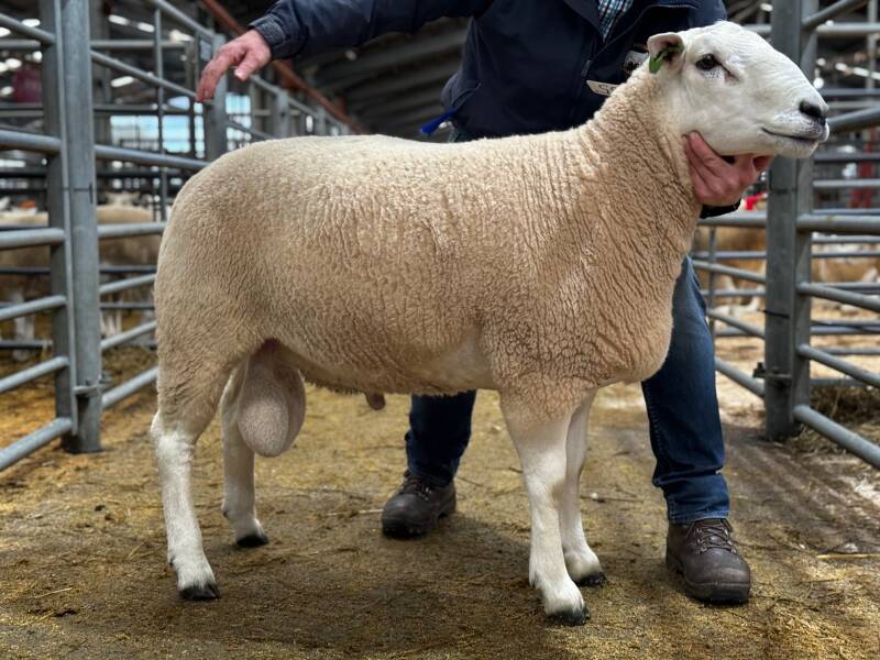 Top priced ram from H Goldie which attained 1350gns