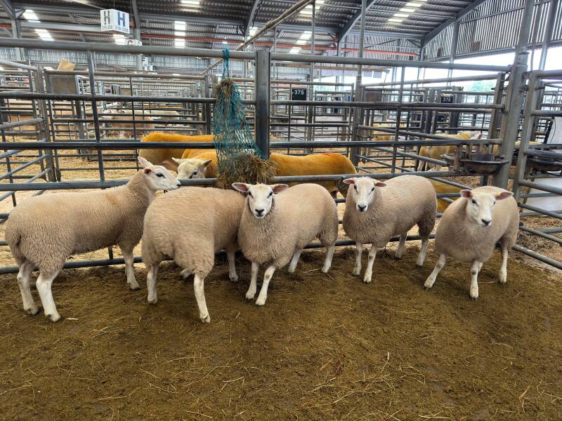 The first prize pen of ewe lambs from D &amp; B Henderson secured £192