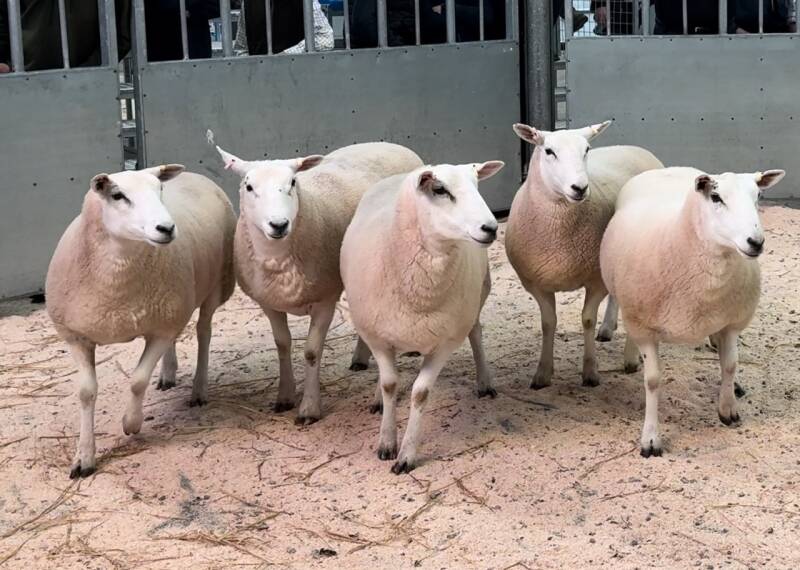 T &amp; I Walling's first prize pen of shearling ewes sold to top the section at £315