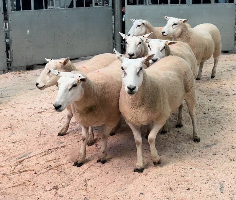 Leading pen of aged ewes from C &amp; C Crawford reached £230