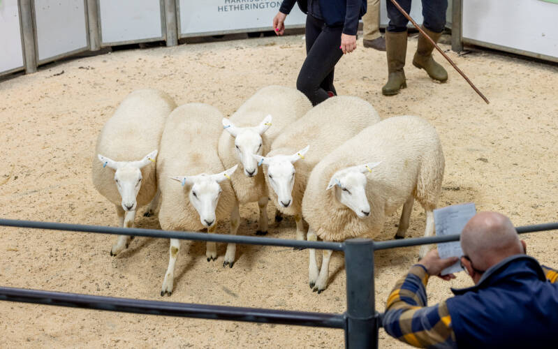 This pen of ewe lambs sold for £190 per head from I Walling