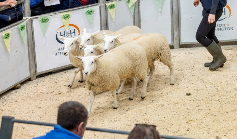 WJ &amp; DJ Williams&#039; leading pen of ewe lambs attained £175 per head