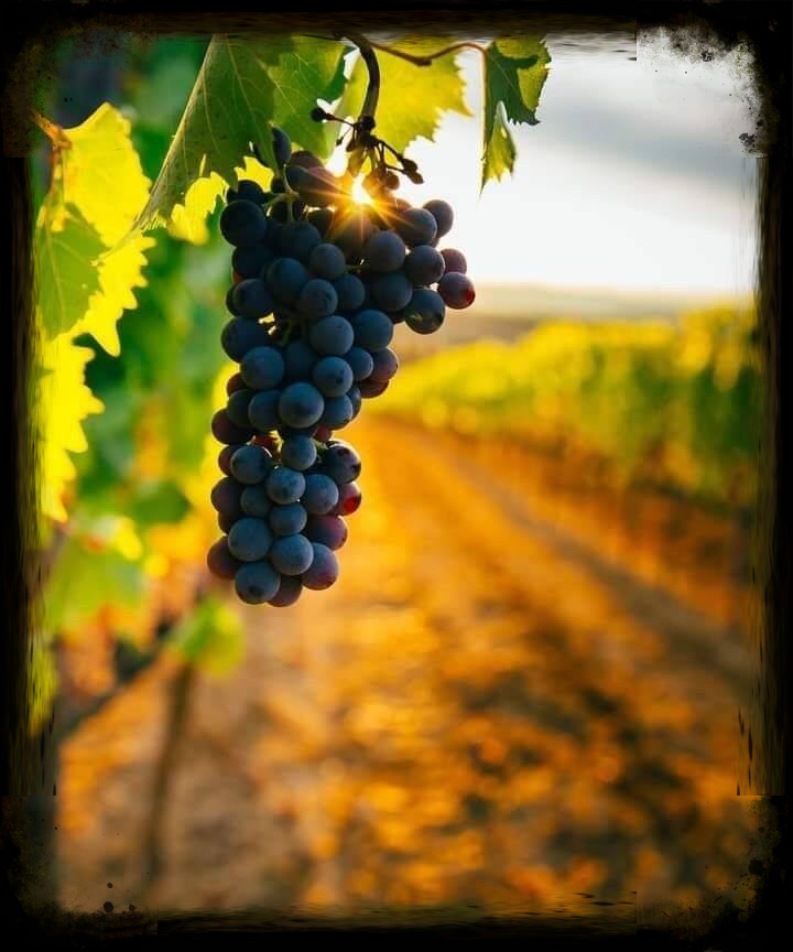 Séance Sophro-dégustation