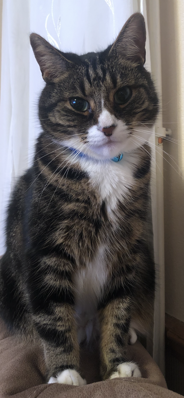 Cat Sitting In Your Own Home