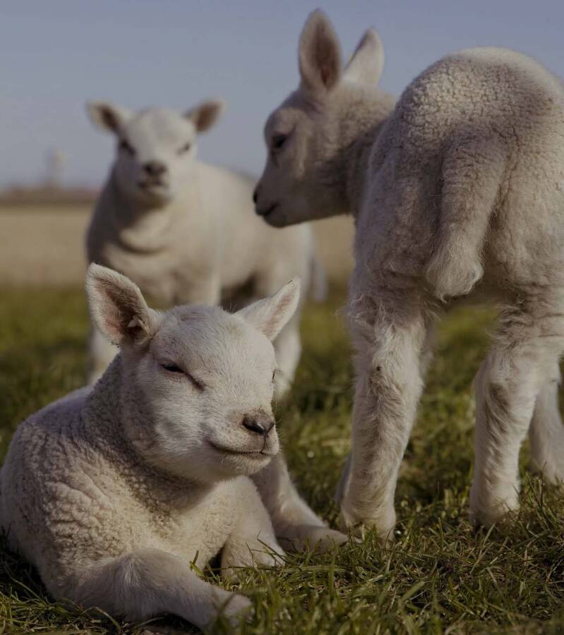 Expansive pastures with sheep grazing