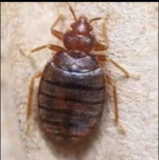 Bettwanzenbekämpfung mit Wärmebehandlung und Monitoring