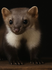 Hugener Pest Control GmbH