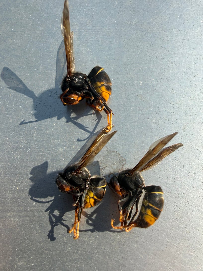 Drei Asiatische Hornissen (Vespa velutina)