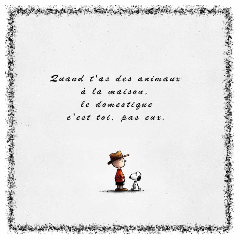 domestique-standard-uhj4wy.jpg