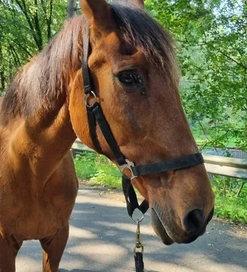 Nahaufnahme eines braunen Pferdes mit Halfter – persönlicher Begleiter und prägender Teil der Hoofphysics-Geschichte