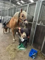 Hufbearbeitung am Pferd im Rahmen der Huforthopädie