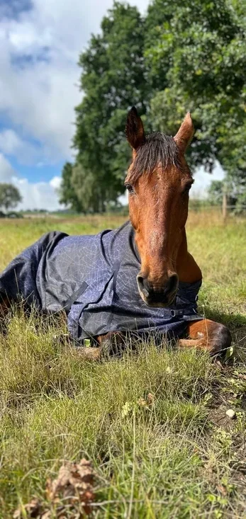 Porträt eines älteren braunen Pferdes auf der Weide – persönliche Pferdegeschichte und Wendepunkt für Hoofphysics