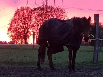 Braunes Pferd auf der Weide – ruhiger Moment aus der persönlichen Geschichte von Hoofphysics