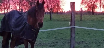 Älteres Pferd auf der Weide im Abendlicht – Teil der persönlichen Geschichte hinter Hoofphysics