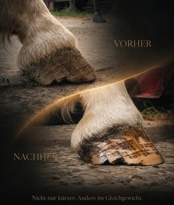 Vorher-Nachher-Vergleich eines hellen Pferdehufs – Veränderung von Form und Balance nach der Hufbearbeitung