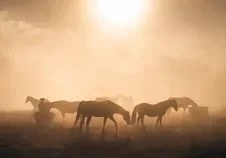 Pferdeherde im Morgennebel – natürliche Bewegung und Lebensbedingungen als Faktoren für gesunde Hufe