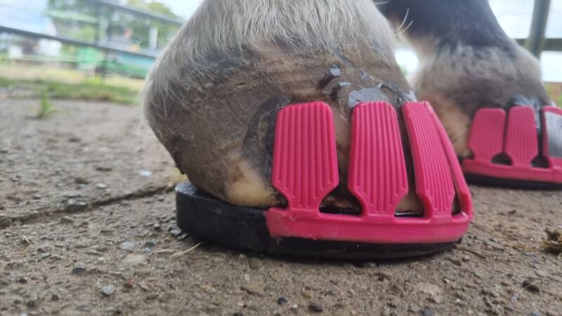 Nahaufnahme zweier Pferdehufe mit pinkem Klebebeschlag von Hoofphysics. 