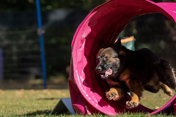 13 und 14. Dezember 2024 Hoopers mit Gerlinde Dobler ohne Hund