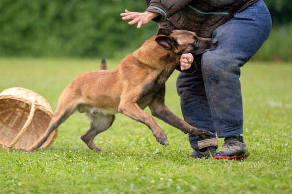 3./4. August 2024 Schutzdienst und Unterordnungsseminar mit Sebastian Schäfer ohne Hund