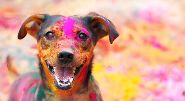 25. August 2024 Holi-Shooting Normal